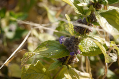 Neuracanthus sphaerostachys